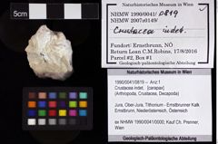 Foto (Objket + Etiketten) von Crustacea indet. 